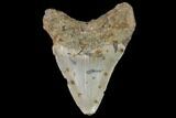 Bargain, Fossil Megalodon Tooth - North Carolina #91669-2